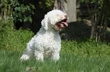 LAGOTTO 009